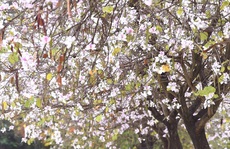 Ký ức thanh xuân
