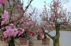Hoa đào 'độc lạ' lần đầu xuất hiện ở Thanh Hóa