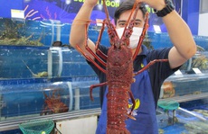 Nhà giàu mạnh tay mua tôm hùm, cua hoàng đế “khủng” ăn Tết