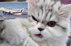 Phi công bị mèo tấn công, máy bay phải hạ cánh khẩn