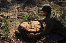 4 ha rừng bị tàn phá, huyện kiểm kê chỉ có... 2 cây!