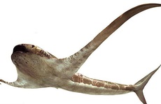 Phát hiện loài cá mập có... cánh chưa từng thấy trên thế giới