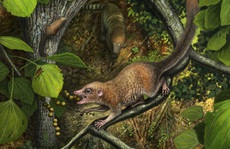 Phát hiện tổ tiên 65,9 triệu tuổi của chúng ta, giống… chuột