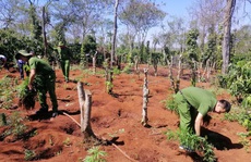 Lại phát hiện vụ trồng cần sa quy mô lớn ở Đắk Lắk