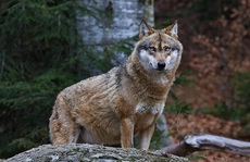 Phát hiện hài cốt 'sói biến hình' 16.000 năm trong hang động ở Đức