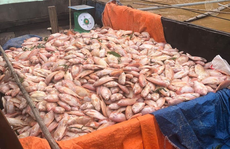Gần 800 tấn cá bè chết trên sông Đồng Nai sau mưa lớn