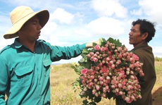 Hoa Đà Lạt tăng giá cao dịp 20-10