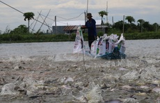 Phát triển chuỗi ngành hàng cá tra