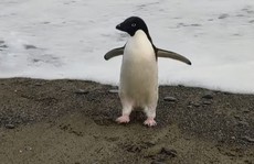 Chú chim cánh cụt đi lạc 3.000 km từ Nam Cực tới New Zealand