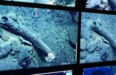 Sinh vật lai giữa 2 quái thú 'trốn' dưới đáy biển suốt 200.000 năm