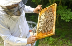 Lợi thế của ngành mật ong trở thành bất lợi