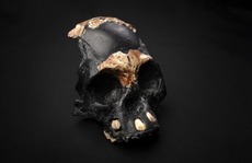 Hộp sọ tí hon: 'loài người ma' sống song song chúng ta 100.000 năm