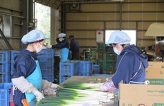 Nhật Bản chính thức tiếp nhận lại thực tập sinh và lao động Việt Nam
