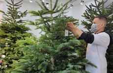 Dịch bệnh khó khăn, nhiều người vẫn chi 150-200 triệu đồng sắm cây thông thật chơi Noel