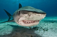 'Siêu kháng thể' chống Covid-19 ở cá mập hứa hẹn loại thuốc đột phá