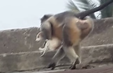 Ấn Độ: Khỉ hung hãn thảm sát 250 con chó để trả thù