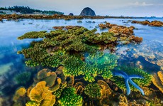 Đề nghị gia hạn thời gian thực hiện dự án bảo tồn san hô Hòn Yến