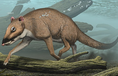 CLIP: sinh vật lạ lao xuống biển, 'biến hình' thành loài lớn nhất thế giới