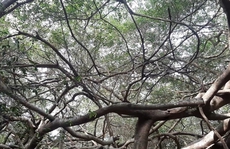 CLIP: Ngất ngây trước vẻ đẹp yên bình của rừng gừa ở miền Tây