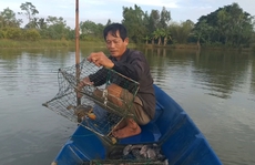 Sau vụ chết bất thường, cua biển ngon nhất miền Tây giảm 100.000 đồng/kg