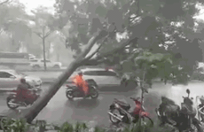 Video: Cảnh thót tim cây xanh ngã trong cơn mưa chiều ở TP HCM