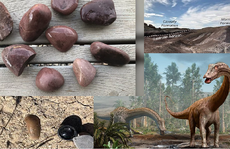 Kho báu rùng mình: Dàn siêu quái thú bụng đầy đá quý, 155 triệu tuổi