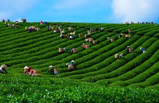 Cuộc thi ảnh 'Nét đẹp lao động' lần 3: Hạ về trong sắc màu tương phản