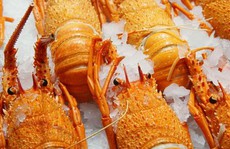 Quá phụ thuộc thị trường Trung Quốc, 11.000 tấn tôm hùm Úc 'bơ vơ'
