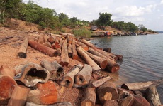 CLIP: Lợi dụng các đảo lòng hồ thủy điện để tập kết gỗ lậu?