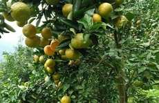 Miền trái ngọt Thắng Hải