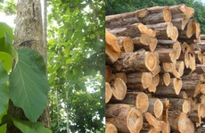 Ứng dụng của gỗ ké trong thiết kế đồ nội thất
