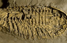 Phát hiện 'quái vật' 500 triệu tuổi thở bằng chân, phủ 'vàng của kẻ ngốc'