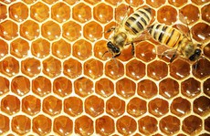 Mật ong bị Mỹ điều tra chống bán phá giá