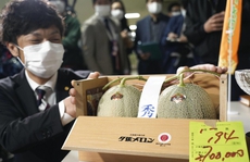 Nhật Bản: Cặp dưa lưới Yubari được đấu giá gần nửa tỉ VNĐ