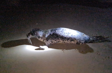 Hải cẩu quý hiếm bất ngờ xuất hiện ở biển Quảng Nam