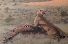 Phát hiện loài 'mèo ma' cổ quái to như gấu, vồ mồi khỏe hơn sư tử