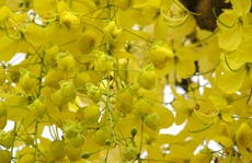 Những mùa hoa đẹp đến nao lòng