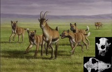 Mộ phần người khác loài và 'quái thú' 1,8 triệu tuổi: lịch sử thay đổi?