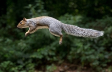 Phát hiện điều khó tin từ... sóc, tạo nên 'siêu robot' của tương lai