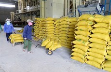 Đẩy mạnh thu mua lúa gạo, xuất cấp gạo hỗ trợ người dân