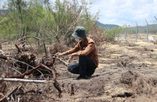 Tình tiết bất ngờ vụ phá “nhầm” 5,26 ha rừng phòng hộ ven biển Bình Định