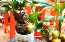 VIDEO: Tạo hình hổ từ bonsai dừa tiền triệu vẫn hút khách chơi Tết