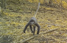Tìm thấy 'khỉ ma' ở vùng sông Mê Kông