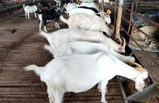 Phát triển nông nghiệp đô thị với giống dê lai năng suất sữa cao