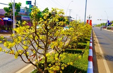 Độc đáo tuyến đường hoa mai nở rộ trên Quốc lộ 56