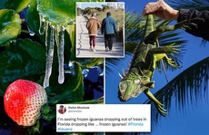 Florida: Rồng Nam Mỹ đóng băng, “rụng” như trái trên cây