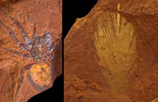 Hàng ngàn sinh vật 16 triệu tuổi nguyên vẹn trong 'đá Sao Hỏa'