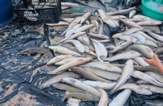 Sét đánh chết hơn 3 tấn cá lóc của người dân Quảng Bình