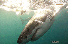 Tìm ra thủ phạm khiến cá mập trắng lớn phải bỏ mạng