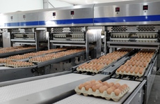 Hòa Phát công bố bán hơn 1 triệu quả trứng gà mỗi ngày